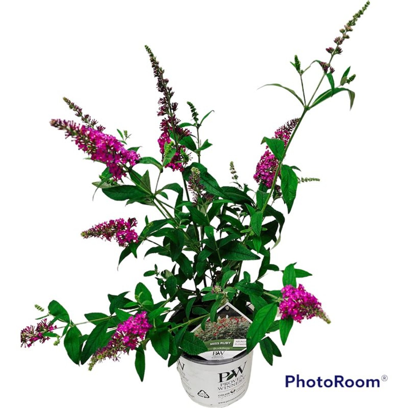 Buddleja dav. 'Miss Ruby' ® - C3